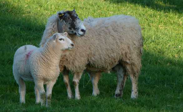 牧场绵羊母子图片