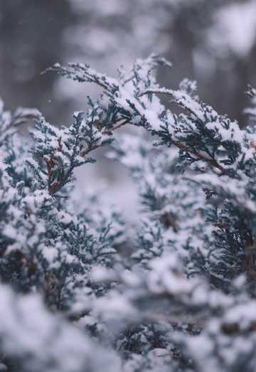 冬季松树雪景特写图片