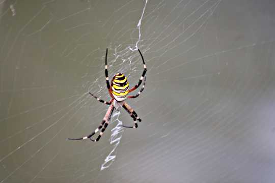 大蜘蛛织网图片
