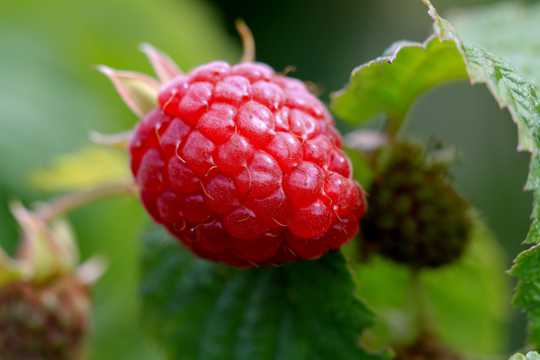 酸甜美食的树莓图片