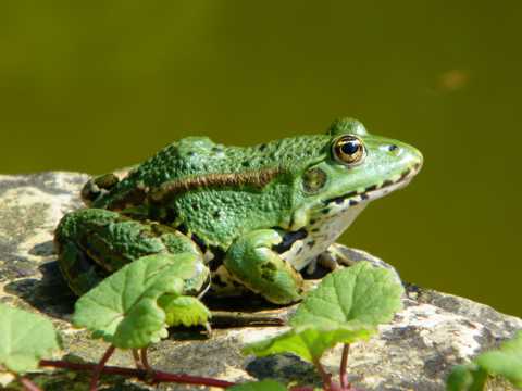 河岸绿色青蛙图片