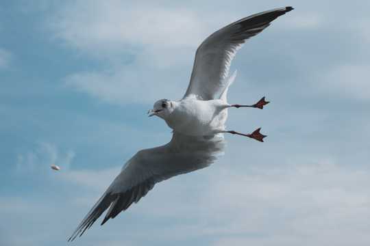 展翅高飞海鸥图片