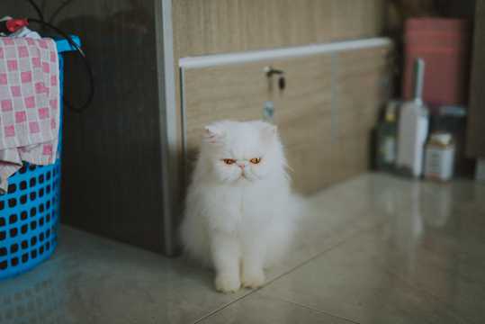 白色长毛波斯猫图片