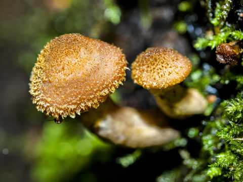 丛林野蘑菇照相图片
