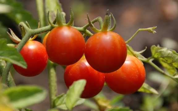 成熟番茄图片