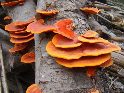 树干真菌蘑菇图片