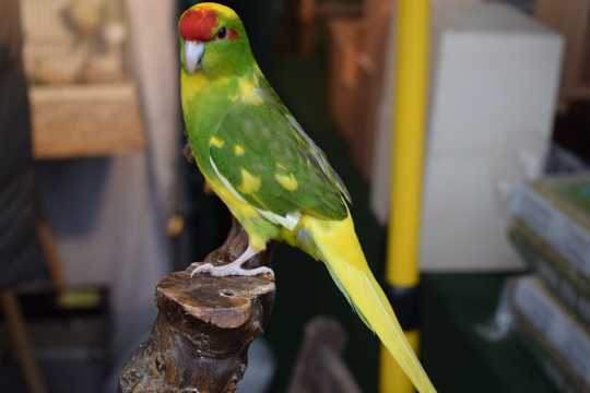 绿黄鹦鹉高清图片