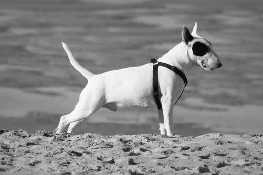 比特犬黑白图片