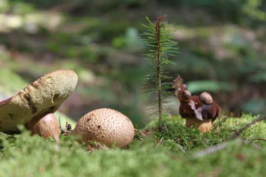 野生草场蘑菇图片