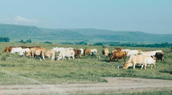 草坪牛群景致图片