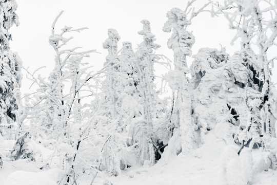 冬天白雪覆盖的景物图片