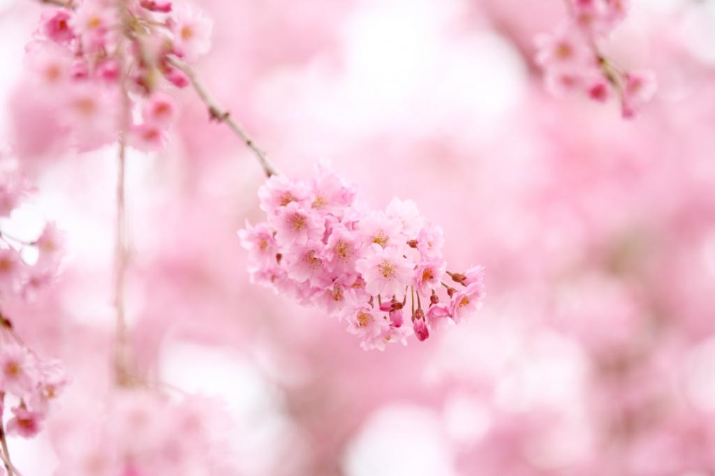 粉红色,鲜花,盛开,分支机构,粉红色,樱花,春天,图片 