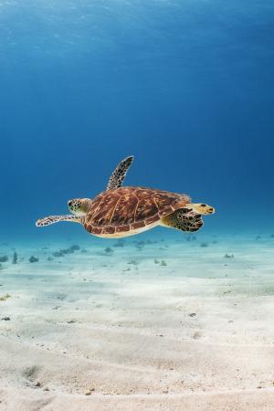 深海里的海龟