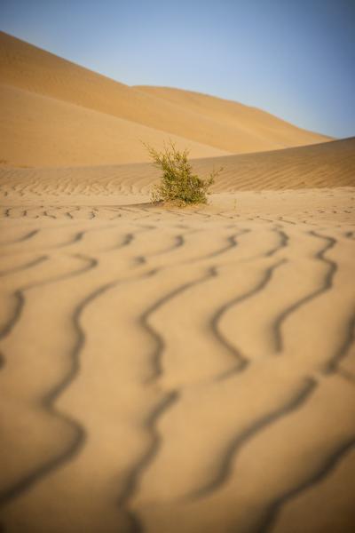 沙漠的细沙