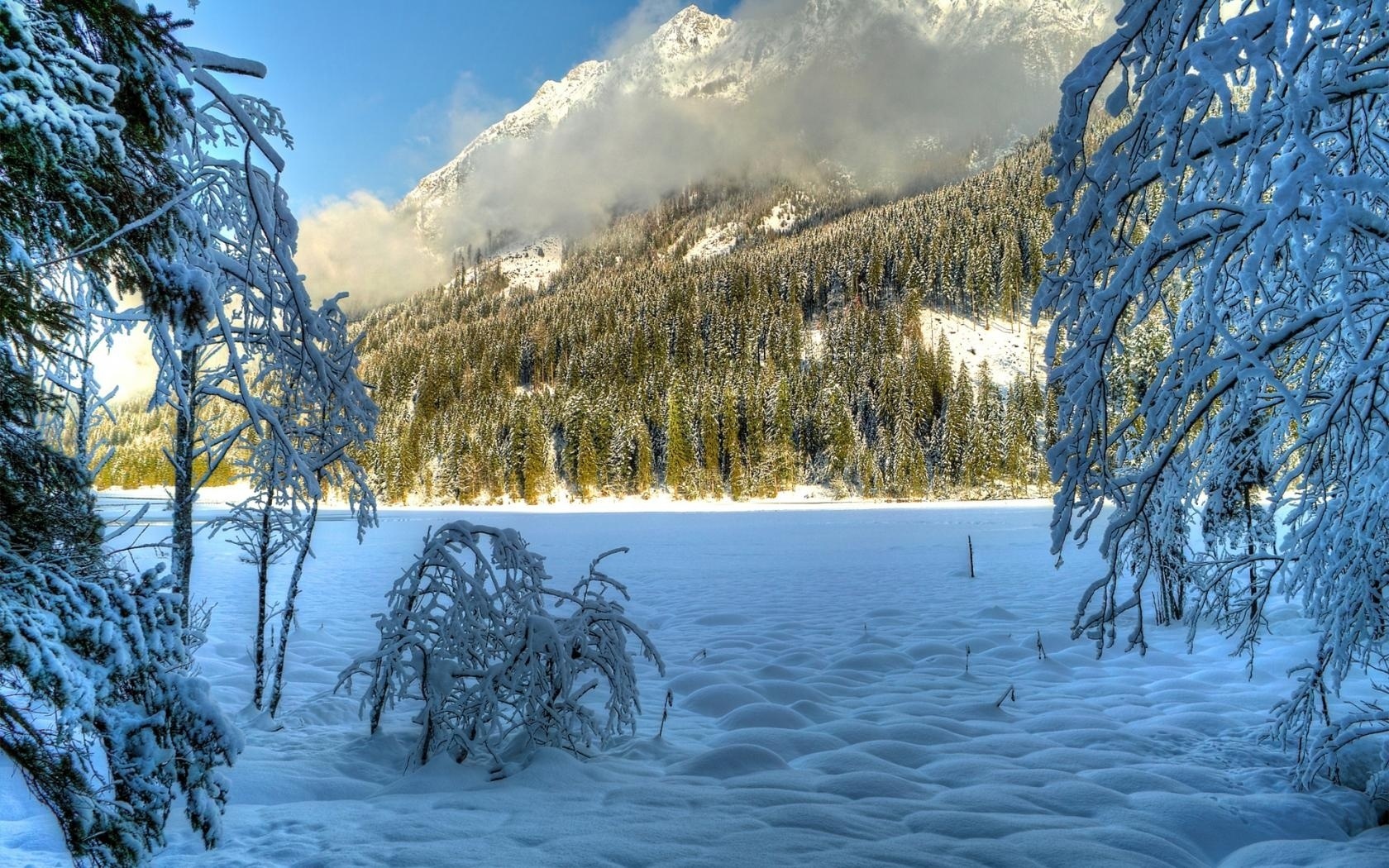 雪,雪,树,冬天1280x800分辨率下载